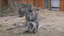 Детеныш кенгуру показался из сумки матери — милое видео из Новосибирского зоопарка