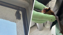 «Соседи советовали столкнуть с сетки»: сибирячка нашла летучую мышь на окне квартиры — она впала в спячку