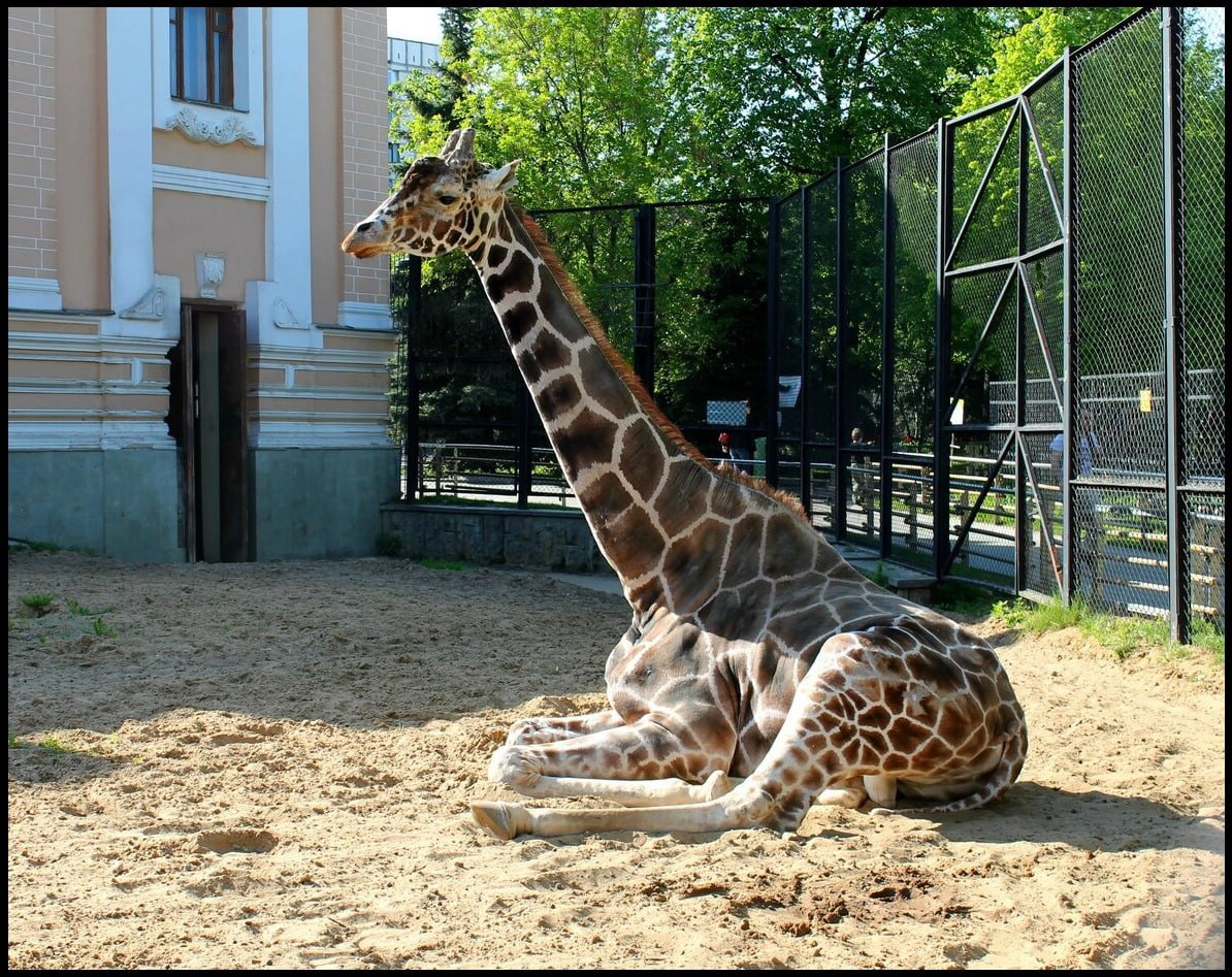 В Московском зоопарке умер жираф Самсон Гамлетович Ленинградов. Он переехал из Петербурга в 1994 году