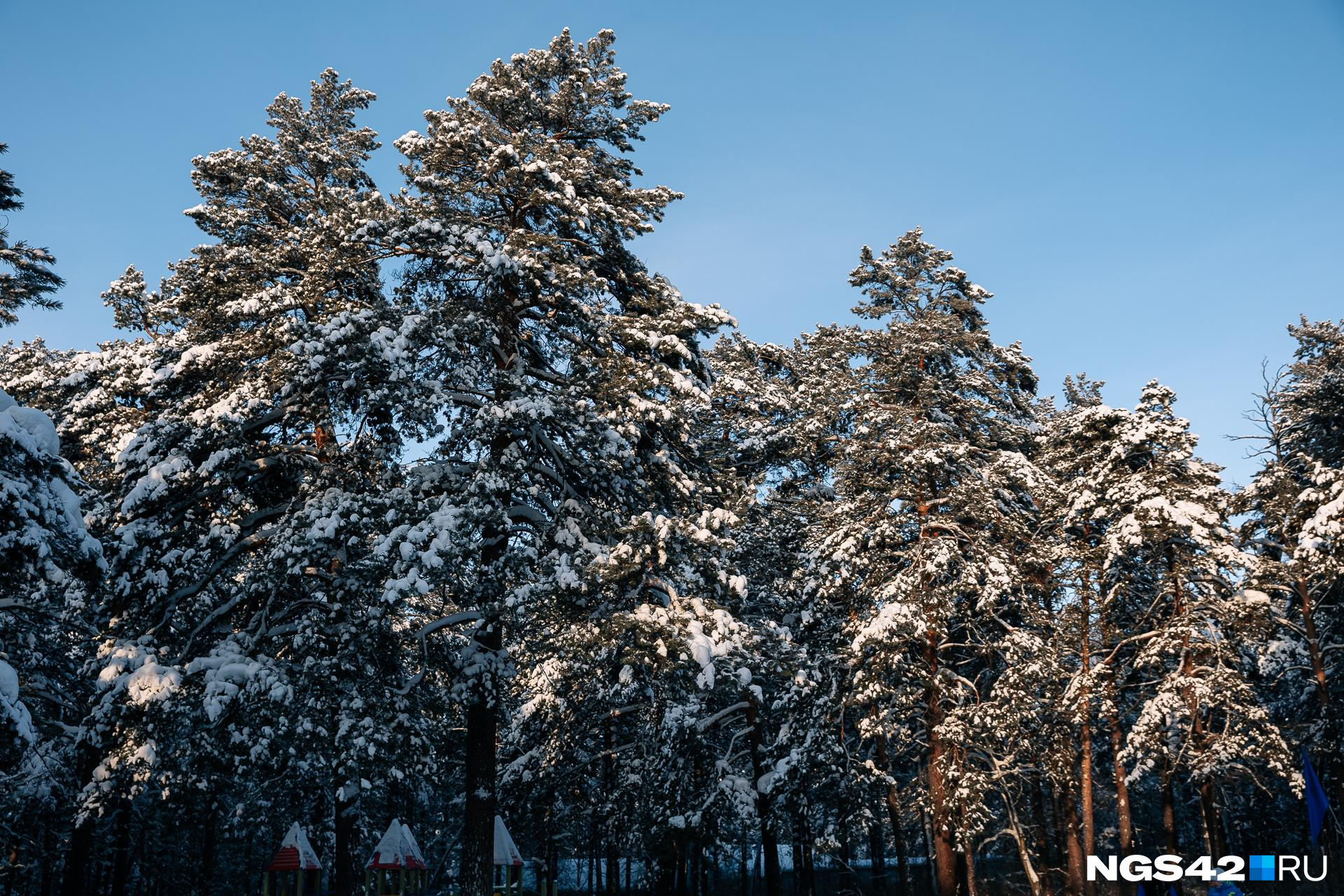 Более 20 туристов на снегоходах не смогли выбраться из тайги Хакасии - 7  декабря 2023 - НГС