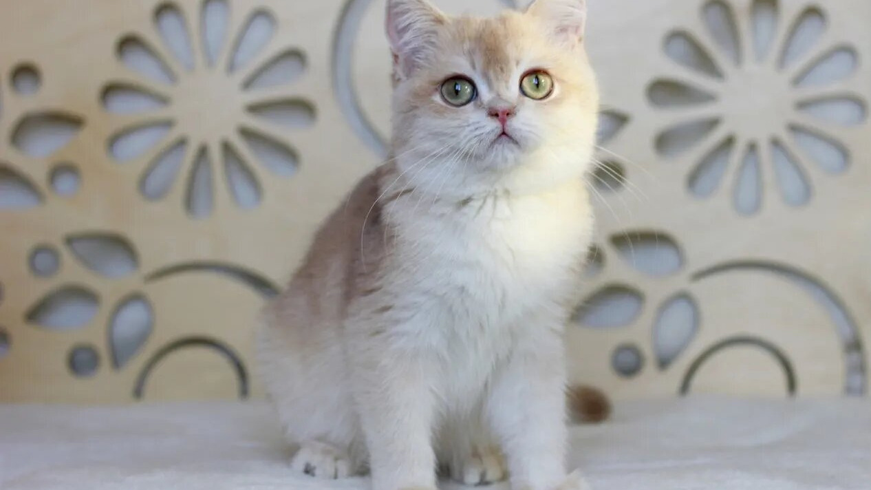 «У малыша отличная генетика»: британского золотистого котенка продают за 300 тысяч рублей
