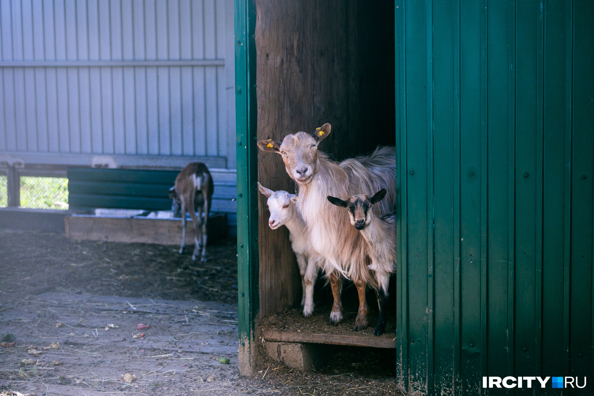 На «Добром дворе» посетители могут покормить овечек и козлят