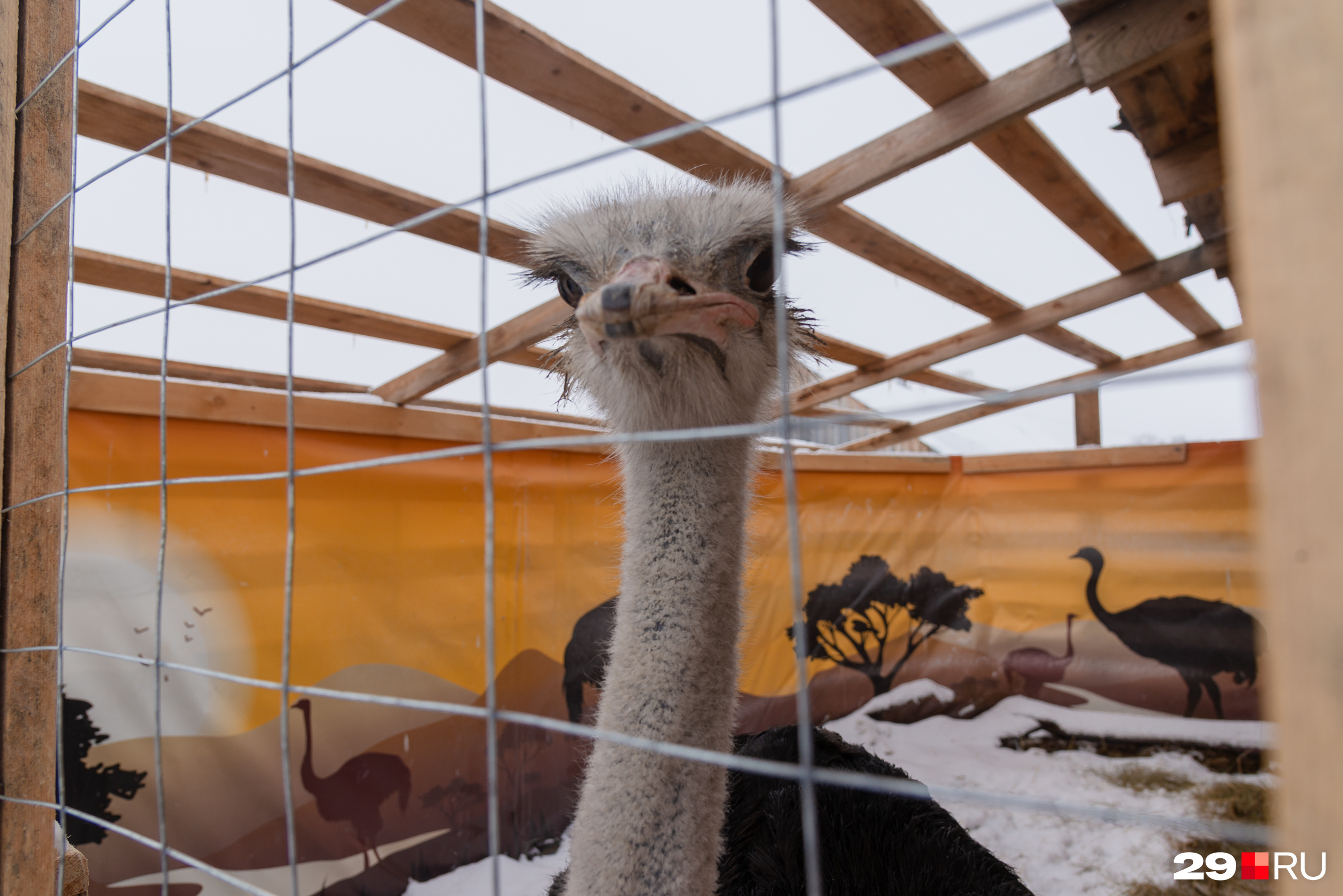 Еще страусы боятся заноз, поэтому деревянный загон частично завешен «баннером» с видами Африки
