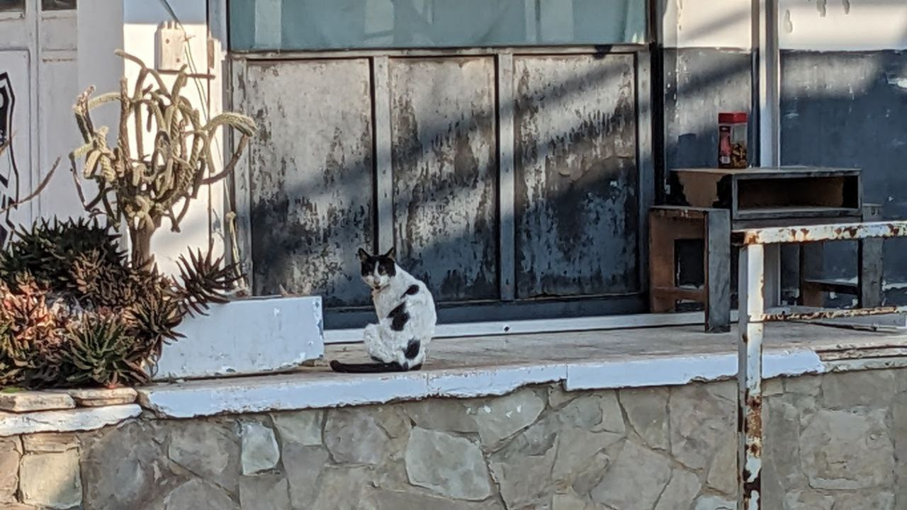 Уличные котики — одна из примет того, что в город возвращается жизнь. Этот черно-белый бродяга сидит возле здания, в котором расположилась миссия ООН. Пытаюсь достать фотоаппарат, из двери выходит плечистый охранник с видом настоящего коммандос и предупреждает, что здесь снимать запрещено. Но сфоткать котика он всё же разрешил Уличные котики — одна из примет того, что в город возвращается жизнь. Этот черно-белый бродяга сидит возле здания, в котором расположилась миссия ООН. Пытаюсь достать фотоаппарат, из двери выходит плечистый охранник с видом настоящего коммандос и предупреждает, что здесь снимать запрещено. Но сфоткать котика он всё же разрешил