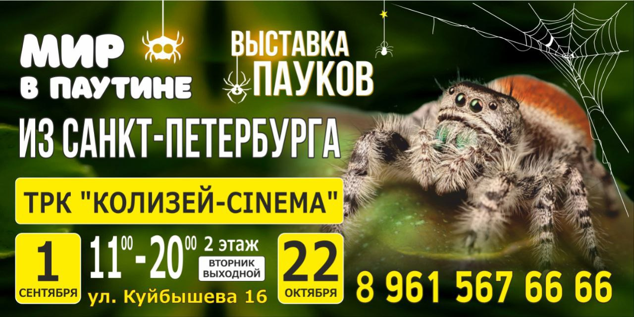 Выставка пауков пермь 2025. Выставка пауков кемерово.