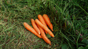 Сеем морковь и свеклу: как это правильно сделать — проверенные временем хитрости
