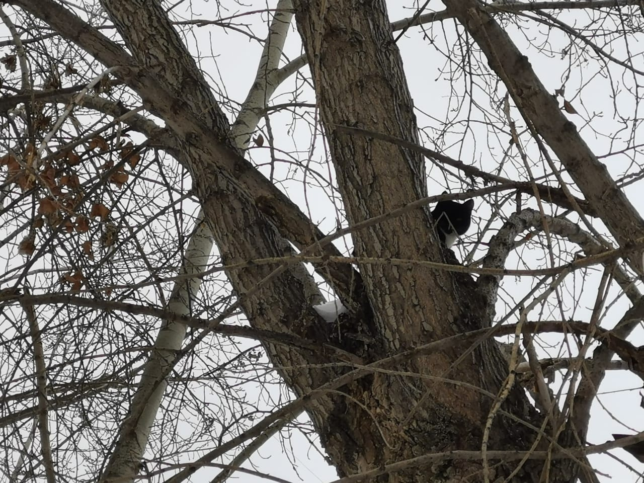 Екатеринбуржец полез спасать кошку, которая 3 дня просидела на дереве. Всё закончилось внезапно и смешно