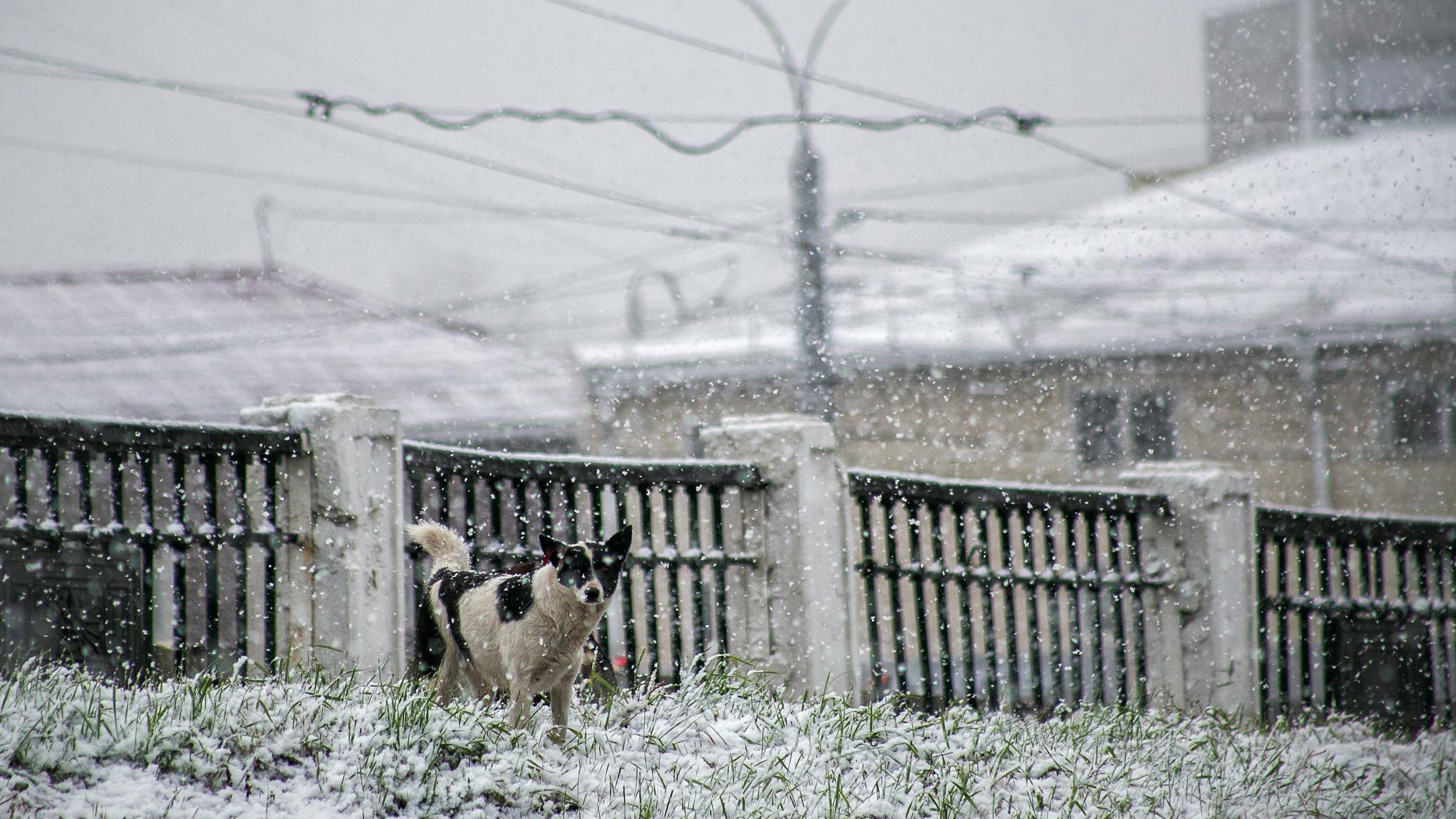 В Воронеже открыли горячую линию для жалоб на бездомных собак