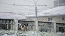 Жителям Самарской области хотят запретить подкармливать животных