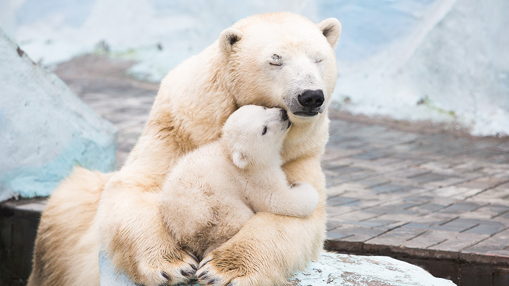 День полярного медведя: разглядываем Кая, Герду и всех их детей из Новосибирского зоопарка — 12 фото