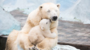 День полярного медведя: разглядываем Кая, Герду и всех их детей из Новосибирского зоопарка — 12 фото