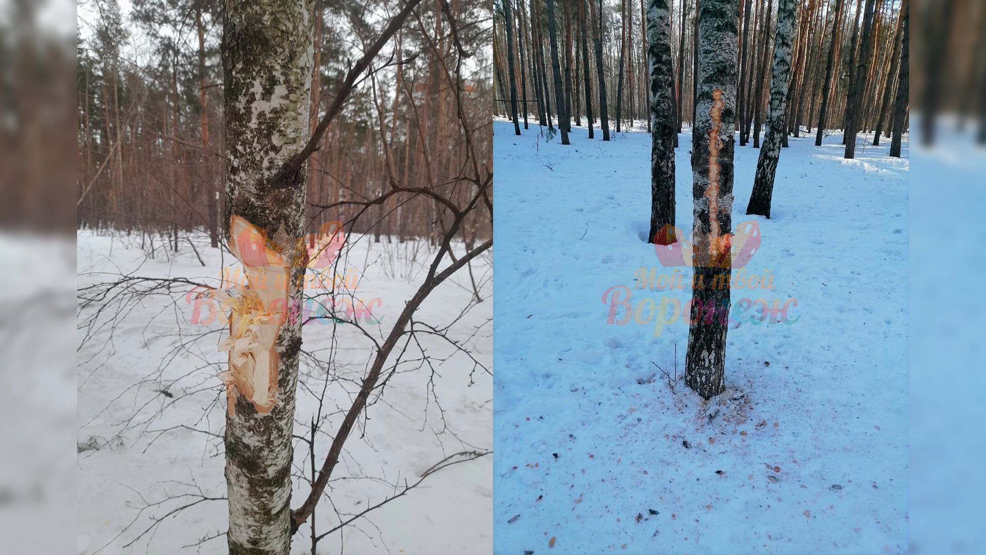 Воронежцы сообщили о парне, который изуродовал 20 берез в Северном лесу