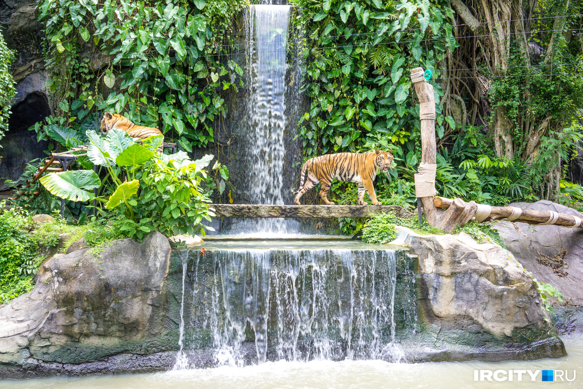 На тигров в Кхао Кхео тоже можно посмотреть не через решетку