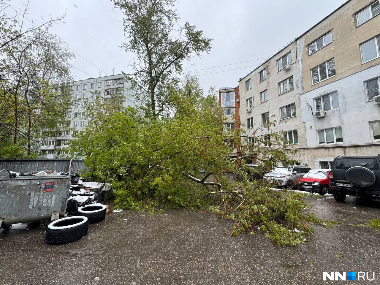 Полсотни рухнувших деревьев и оборванные провода. Как Нижний Новгород пережил внезапную майскую метель