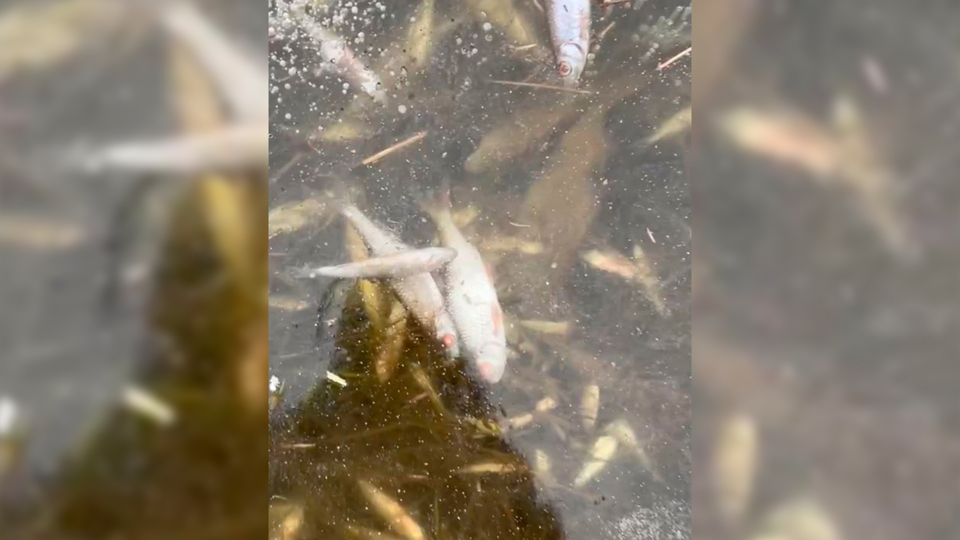 В реке Савала в Воронежской области массово погибла рыба