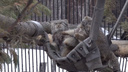 Два молодых манула не поделили гамак — видео забавной потасовки из Новосибирского зоопарка