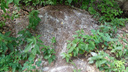«Муравьи пытались спасти яйца от гибели»: полицию вызвали в лес Академгородка, где неизвестные отравили муравейники
