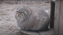 «Нарядились в теплые шубки»: манулы превратились в меховые шары — забавное видео из Новосибирского зоопарка