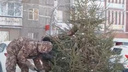 Полчаса долбили землю: жители домов в центре Челябинска скинулись на ель и высадили ее во дворе