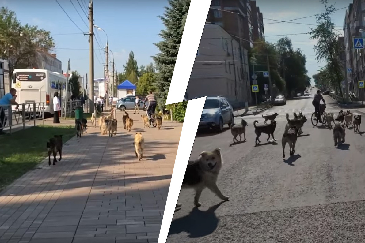 Огромная стая собак в центре Самары бежала за велосипедистом - 11 июня 2023  - 63.ru