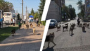 «Город ждет, пока кого-то покалечат»: огромная стая собак в центре Самары бежала за велосипедистом