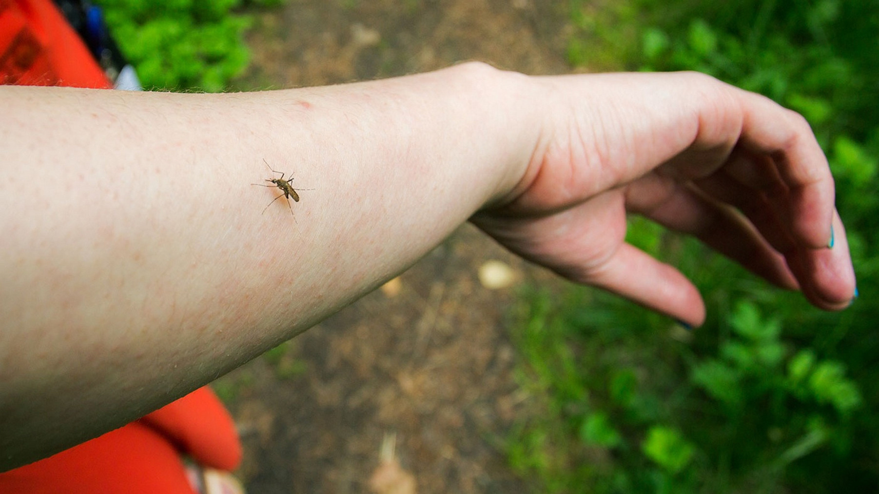 Меня кусают — его нет! Ученые на Урале объяснили, почему комары любят одних людей больше других