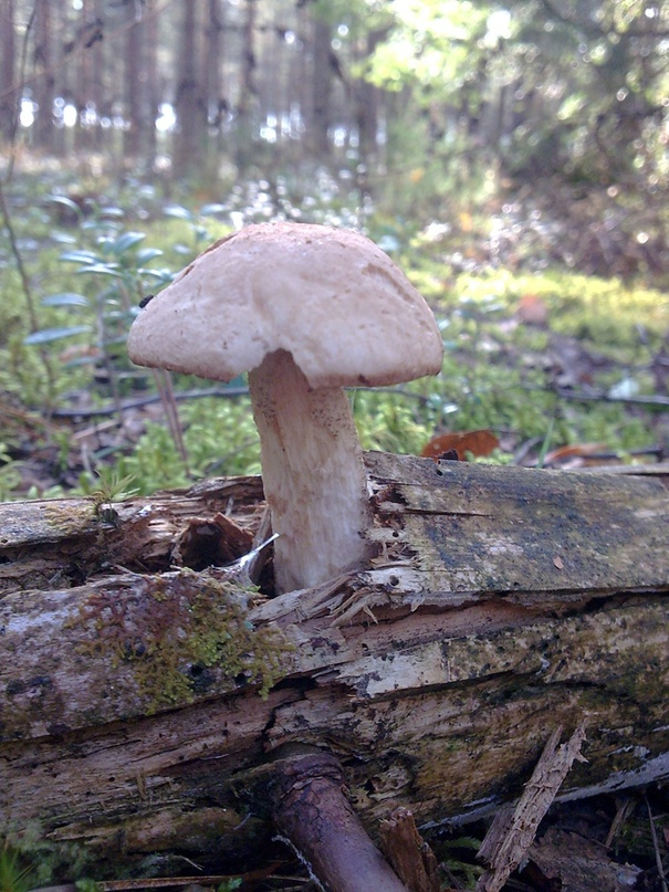 Подберезовиками в России называют грибы из рода Лекцинум, или обабок