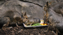 Маленький, но прожорливый: детеныш патагонских мар залез в миску с едой — милое видео из Новосибирского зоопарка