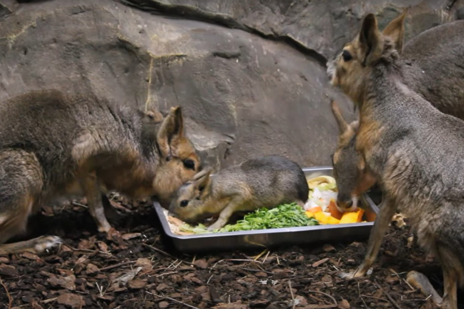 Лиса шпиленок. Бернский зенненхунд семья. Фотосъемка с собакой. Арендовать животных. Глаза собаки.