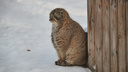 Сразу трое вышли: как манулы встречают потепление — милое видео из Новосибирского зоопарка