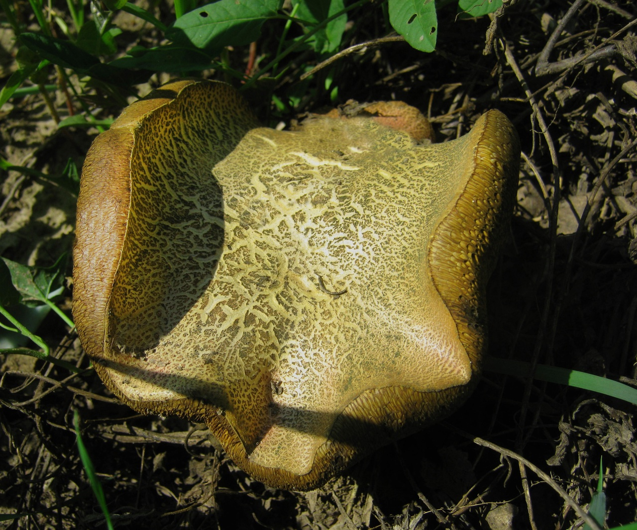 Один из грибов перерос за то время, что сибиряки были в отпуске