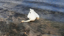 В Минэкологии Челябинской области назвали фейками сообщения о гибели лебедей рядом с золотодобывающим карьером