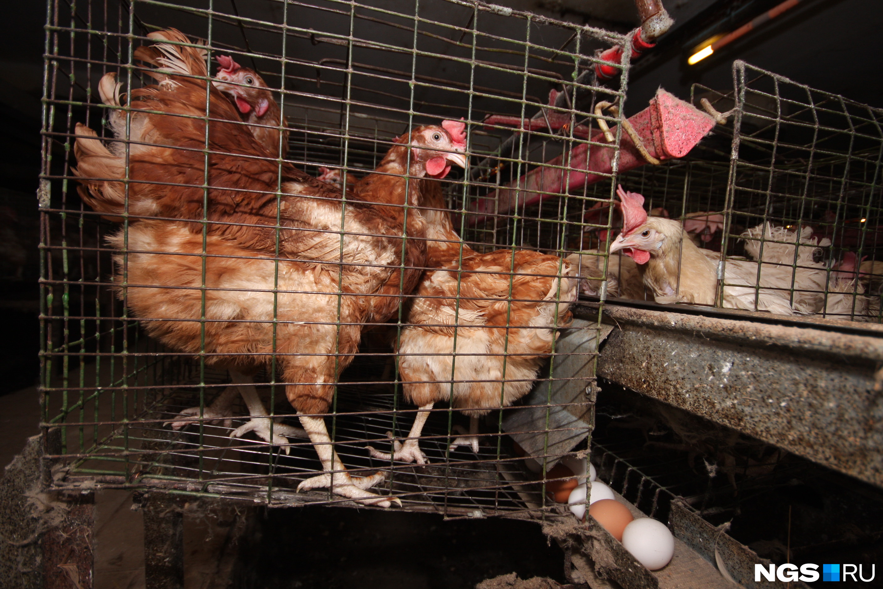 Птицефабрикам выживать легче, чем небольшим производителям яиц, но и они порой закрываются, не выдержав летнего спада цен или внезапно наступившего птичьего гриппа