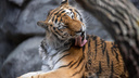 Хищник у порога. Тигр подошел к двери дома и начал играть «в гляделки» с хозяином в Приморье — видео
