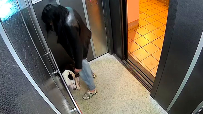 Хозяйка избила собаку в лифте на Мате Залки так, что та описалась от страха