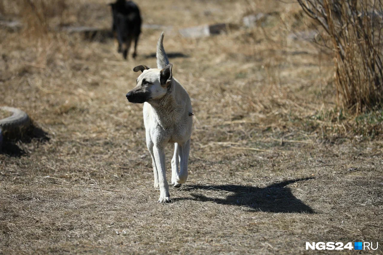Гарантируют быструю и безболезненную смерть: мэрия Красноярска планирует потратить 17,7 миллиона на отлов собак