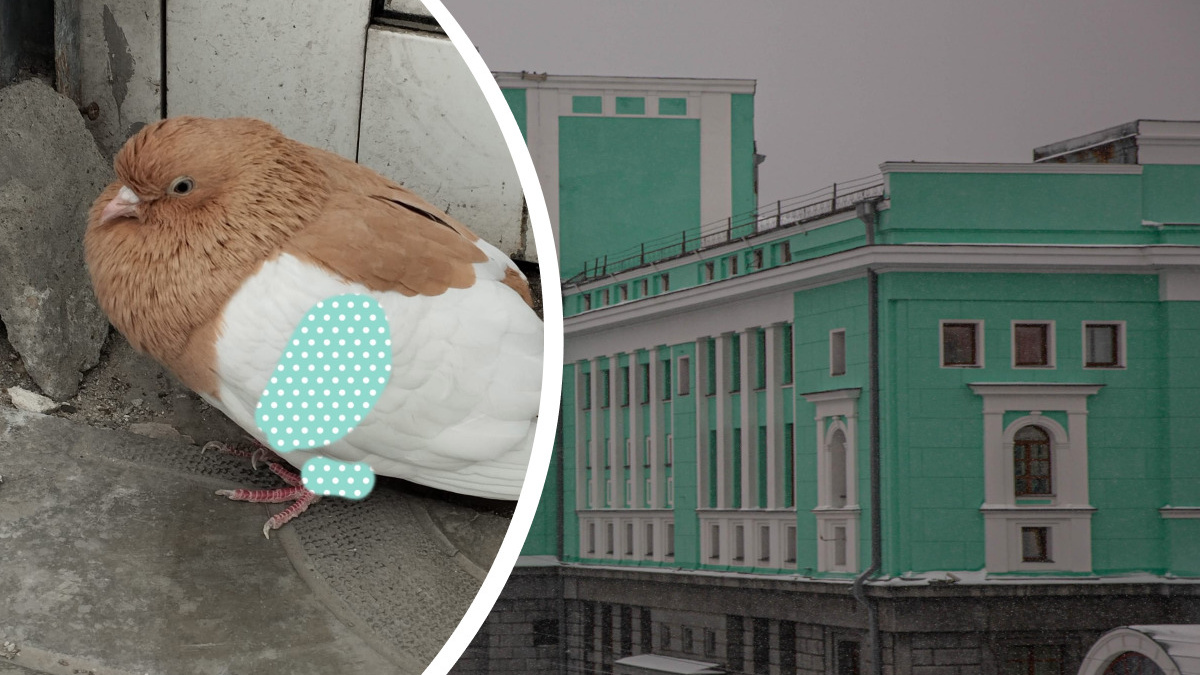 «Ест, пьет, больным не выглядит»: у вокзала в Новосибирске нашли ручного голубя с необычными метками — сейчас ищут его хозяина