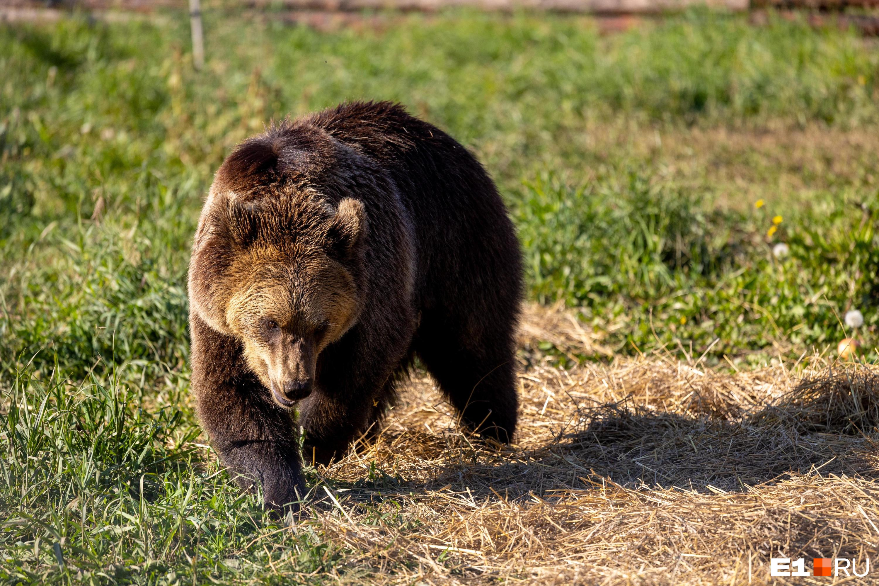 Больше трех тысяч: где в Кузбассе обитает больше всего медведей — показываем на карте
