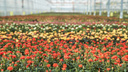 Под Новосибирском открыли крупный комплекс по выращиванию роз — за ними ухаживают роботы. Фото