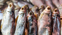 В Самарской области нашли рыбу, которая вызывает паралич органов дыхания и смерть