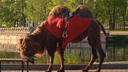 «Прилюдно погибает»: ярославцы обеспокоились судьбой верблюда, гуляющего на «Очках» в Брагине