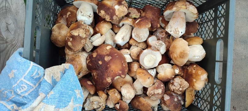 Белые грибы начали вывозить из леса ящиками