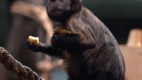 Держат в лапках: капуцинов угостили фруктами в Новосибирском зоопарке — милое видео