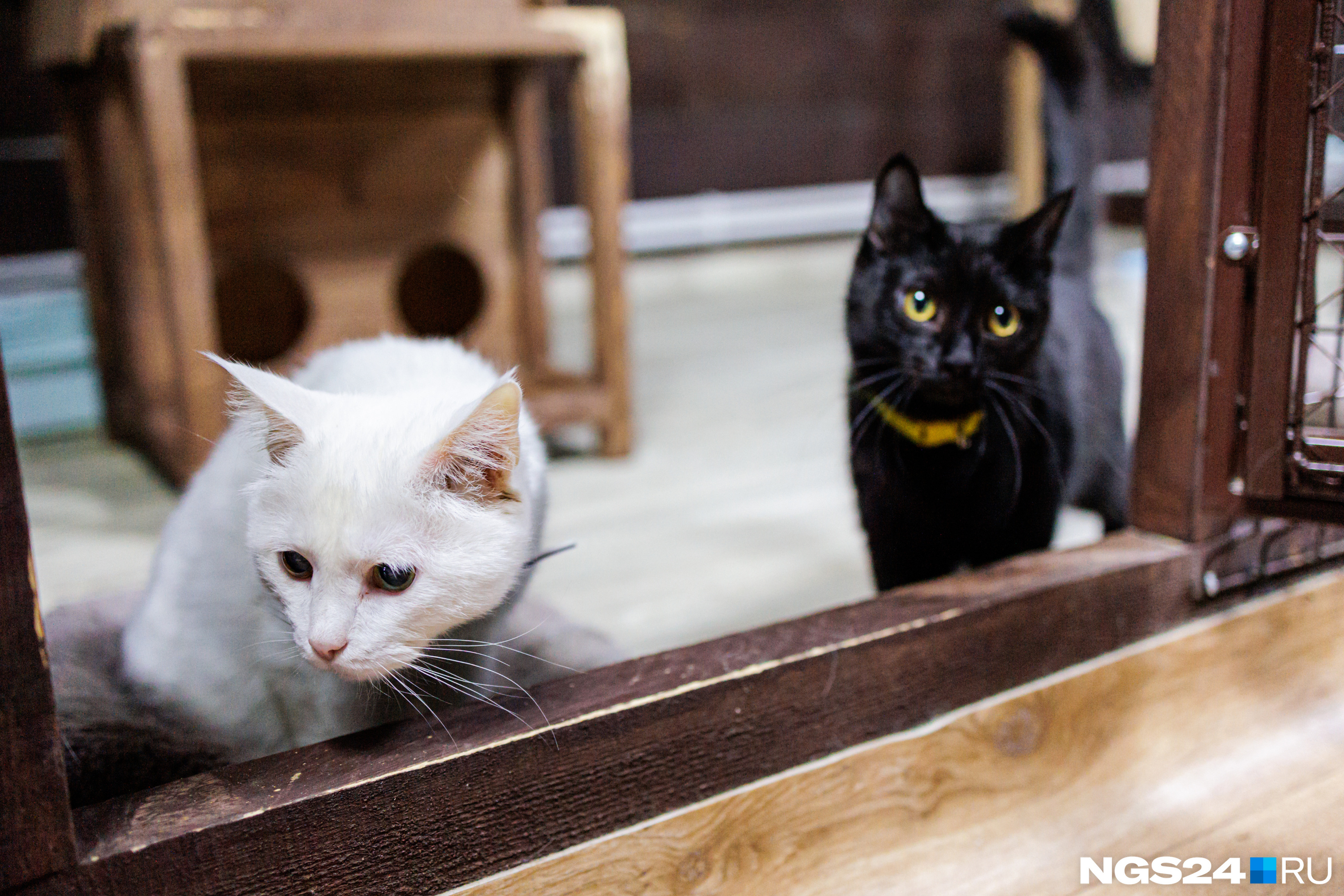 «Были кошки, которых нельзя спасти»: красноярский фермер организовал кошачий приют и заботится о брошенных животных