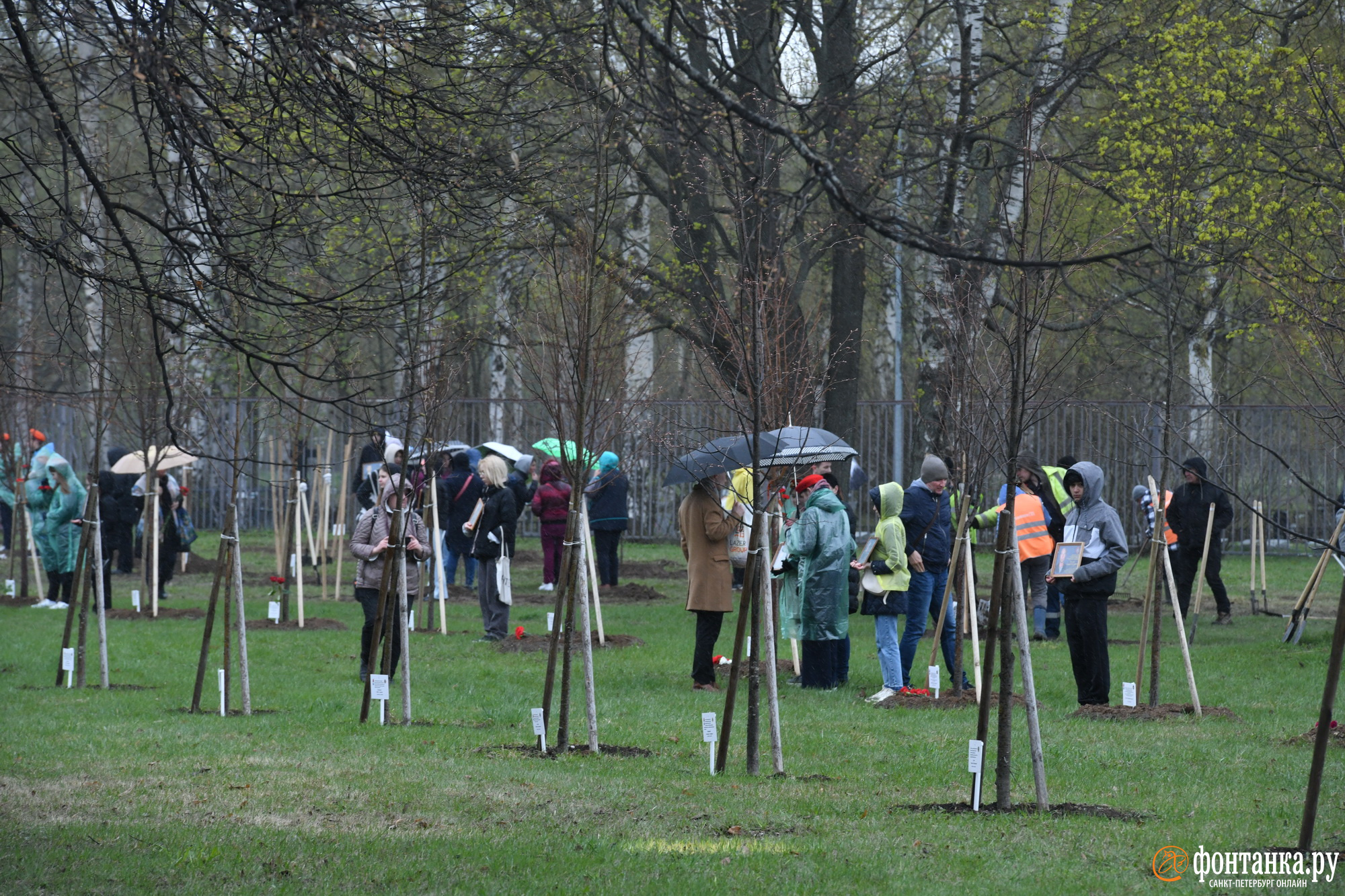 В сквере Памяти высадили деревья в память о погибших на острове Змеиный и Владлене Татарском