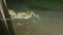 Бился и рычал из последних сил. Собака-герой дала отпор тигру в Хабаровском крае — видео