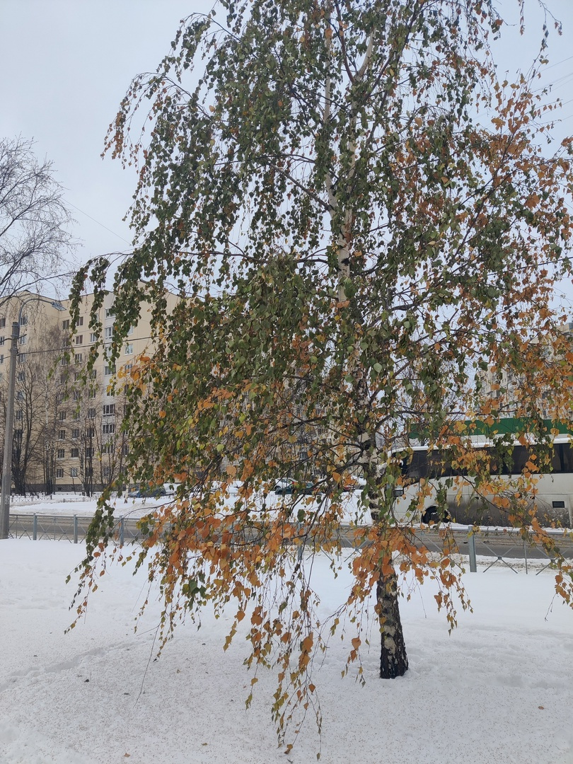 Странное явление в Петербурге: берёзы в снегу стоят до сих пор зелёные
