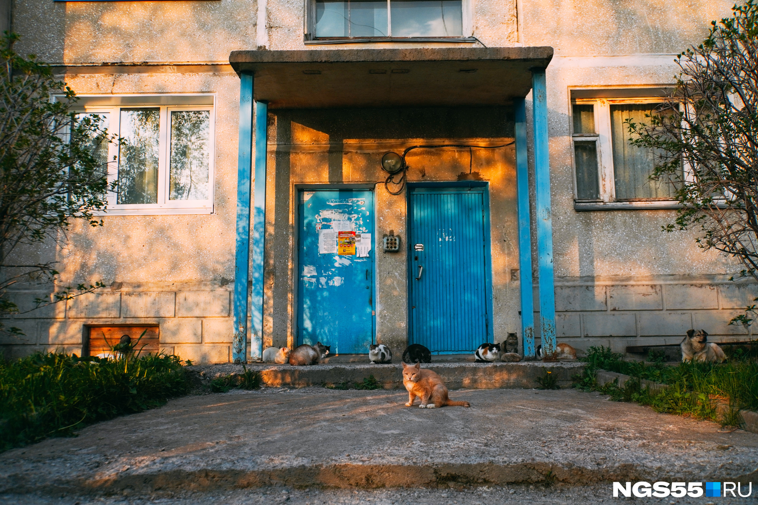 Котячья банда в одном из дворов Байкальска
