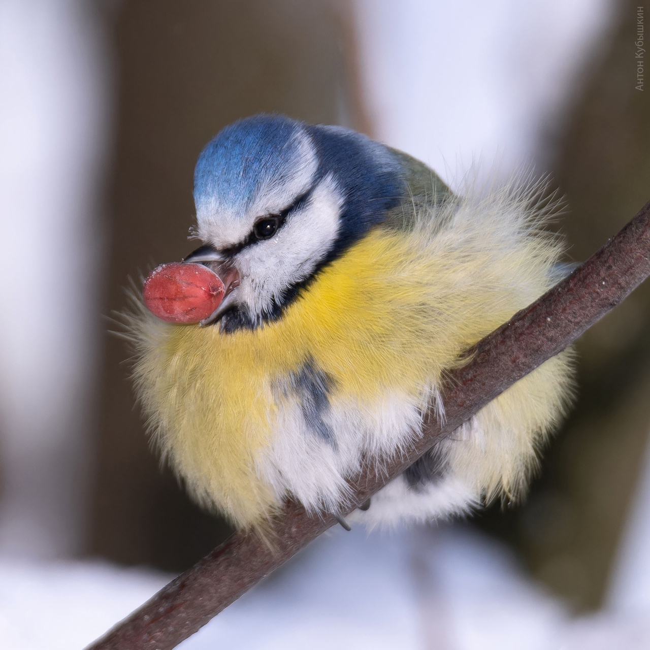Холода такие, что у птиц покрываются инеем и еда, и ресницы
