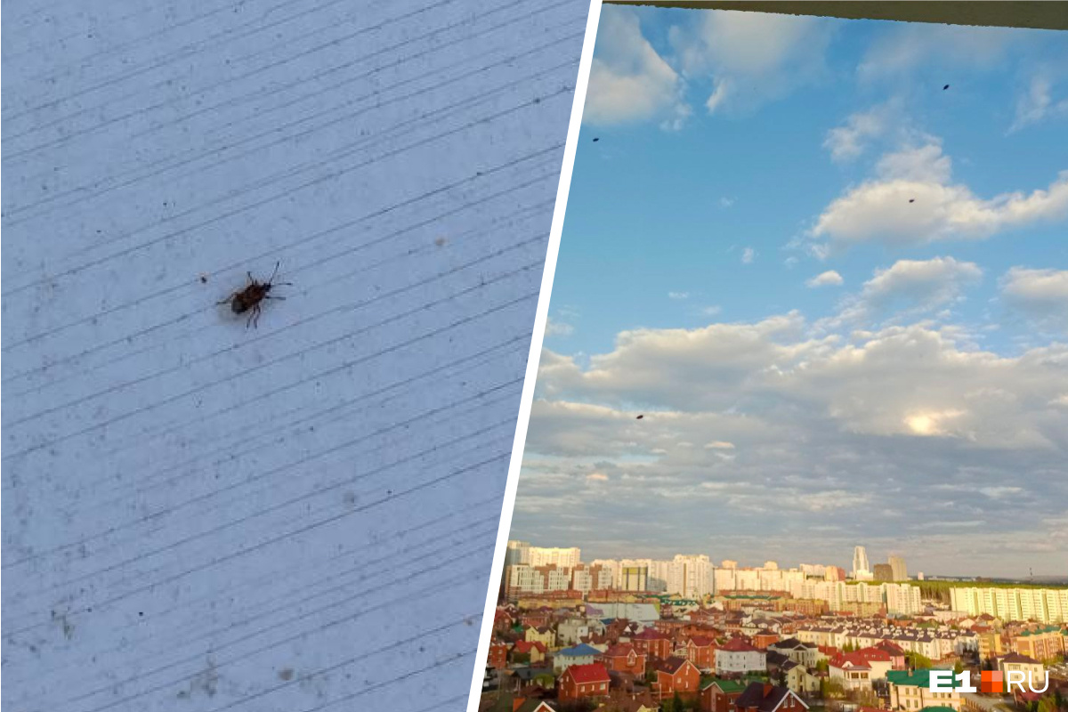 «С каждым днем их больше!» В Екатеринбурге окна многоэтажек облепили вонючие жуки, которые летят на свет